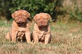 DOGUE DE BORDEAUX 441